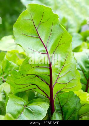 Rübenblätter. Rote Bete; frisches Rübenblatt. Nahaufnahme Rüben im Garten. Nahaufnahme. Stockfoto