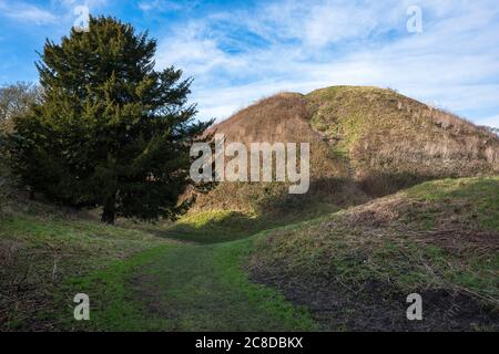 Thetford Castle, Blick auf die motte aus dem 11. Jahrhundert - oder riesigen Hügel - auf dem einst ein normannisches Schloss stand in Castle Park, Thetford, Norfolk, England, Großbritannien Stockfoto