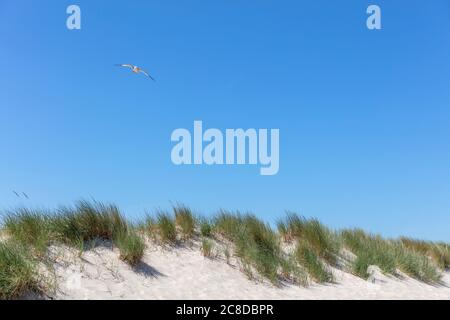 Dünen an der Ostsee in Warnemünde, Deutschland Stockfoto