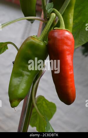 rote und grüne Paprika Stockfoto
