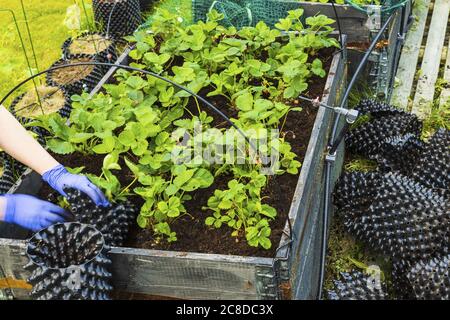 Nahaufnahme der weiblichen Hände in blauen Handschuhen, die mit Erdbeerpflanzen arbeiten. Gartenkonzept. Stockfoto