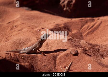 Nahaufnahme eines Pseudotrapelus sinaitus (Sinai Agama Lizard), der sich auf dem Sand der Wadi Rum Wüste, Jordanien, sonnt. Dieses Männchen ist in seinem natürlichen braunen Co Stockfoto