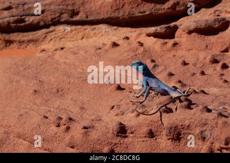 Nahaufnahme eines Pseudotrapelus sinaitus (Sinai Agama Lizard), der sich auf einem Felsen in der Wadi Rum Wüste, Jordanien, sonnt. Das Männchen wird während der Paarung blau Stockfoto