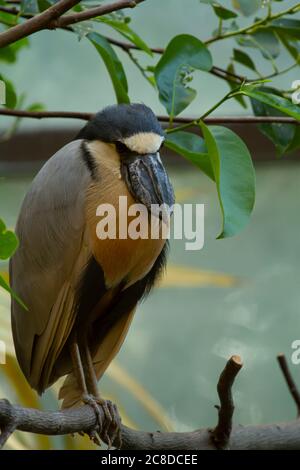 Isolierte Nahaufnahme eines Bootes mit Reiher (Cochlearius cochlearius), gesehen auf einem Baumzweig. Es ist ein großer exotischer Vogel, der in Südamerika mit b heimisch ist Stockfoto