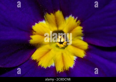 Nahaufnahme einer Primula Acaulis (Primrose) Blume, die Details der Blütenteile zeigt. Dies ist eine lebendige lila Blume mit einem gelben Muster in Stockfoto
