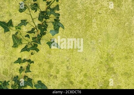 Natürliches Muster und Textur auf einer alten Steinplatte mit grünem Schimmel bedeckt gebildet, mit einem Stamm von Ivy. Hintergrundstruktur. Aufrechte Version erhältlich. Stockfoto