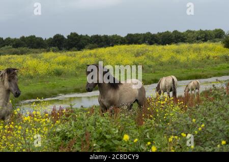 Wildpferde Konik Oostvaardersplassen Niederlande Holland Europa Stockfoto