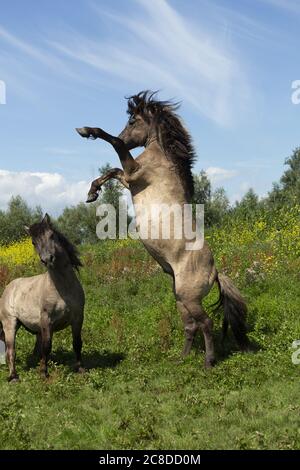 Wildpferde Konik Oostvaardersplassen Niederlande Holland Europa Stockfoto