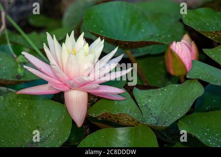 Seerose in Hinterhof-Teich Stockfoto