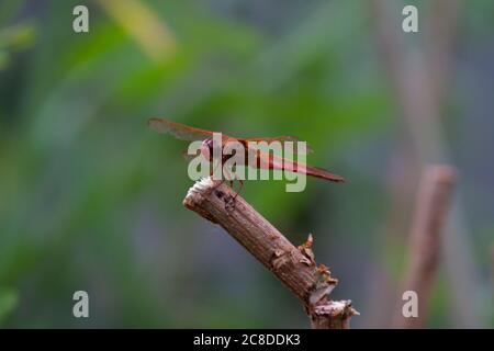 Nahaufnahme einer Makrolinse eines männlichen Herbstmeadowhawk (Sympetrum vicinum) auf einem Holzstock in der Nähe von Potomac River, Maryland. Stockfoto