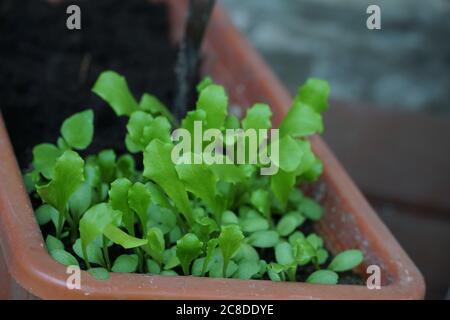 Salatpflanzen in Pflanzenzanbau continer. Die Sämlinge wachsen sehr dicht. Nur der stärkste Eintopf wird in das Gartenbeet gepflanzt. Stockfoto