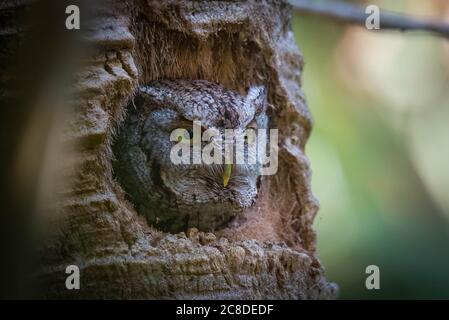 Östliche Screech-Eule in einem Nest in einer Palme Stockfoto