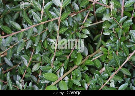 Box Geißblatt oder Wilsons Geißblatt, in Latein lonicera nitida genannt. Nahaufnahme einiger Zweige und Blätter ohne Blumen und Früchte. Stockfoto