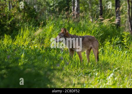 Grauer Wolf im Norden Wisconsin. Stockfoto