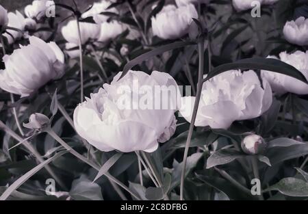 Schöne weiße Pfingstrose Blüten zwischen grünen Blättern Stockfoto