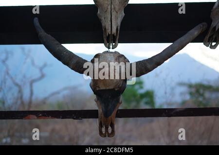 Die Schädel von Wildtieren hängen an Bäumen sind in der Wildnis, Spuren von wilden Raubtieren und natürlichen Raubtieren. Stockfoto