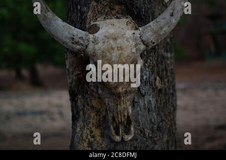 Die Schädel von Wildtieren hängen an Bäumen sind in der Wildnis, Spuren von wilden Raubtieren und natürlichen Raubtieren. Stockfoto