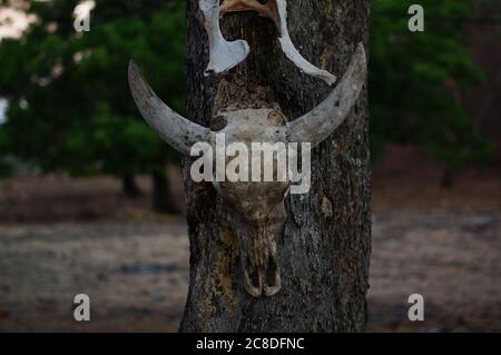 Die Schädel von Wildtieren hängen an Bäumen sind in der Wildnis, Spuren von wilden Raubtieren und natürlichen Raubtieren. Stockfoto