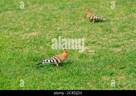 Zwei eurasische Wiedehopf Upupa epops Fütterung auf einem grünen Rasen in Ägypten. Schöner kleiner Vogel im weichen Fokus Stockfoto