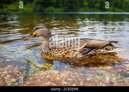 Cute close up Ente Portrait in einem sauberen Sommer See schwimmen Stockfoto