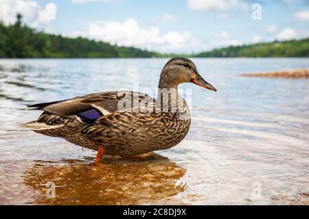 Cute close up Ente Portrait in einem sauberen Sommer See schwimmen Stockfoto