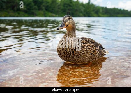 Cute close up Ente Portrait in einem sauberen Sommer See schwimmen Stockfoto