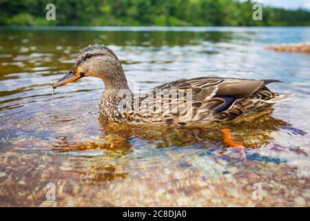 Cute close up Ente Portrait in einem sauberen Sommer See schwimmen Stockfoto