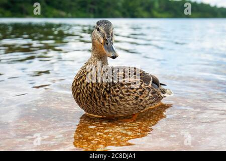 Cute close up Ente Portrait in einem sauberen Sommer See schwimmen Stockfoto