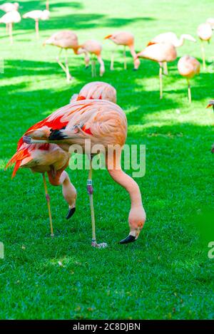 Nahaufnahme von schönen Flamingos Gruppe auf der Suche nach Nahrung im Gras. An einem sonnigen Sommertag auf einer grünen Wiese. Flamingo steht auf einem le Stockfoto