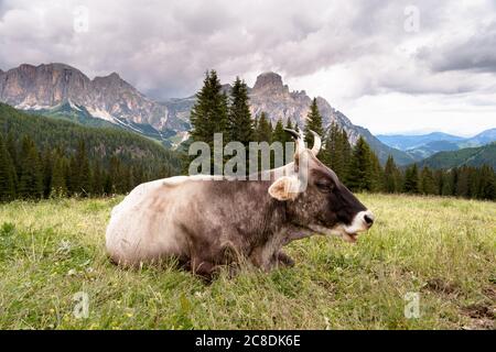 Kuh liegt auf einer Bergwiese Stockfoto