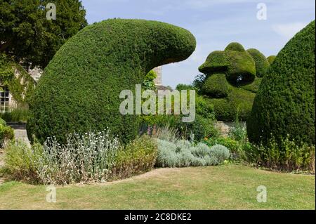 Ungewöhnliche Eibe topiary dominiert eine Grenze zwischen dem Hauptrasen aus dem Haus am Courts Garten Wiltshire England UK Stockfoto