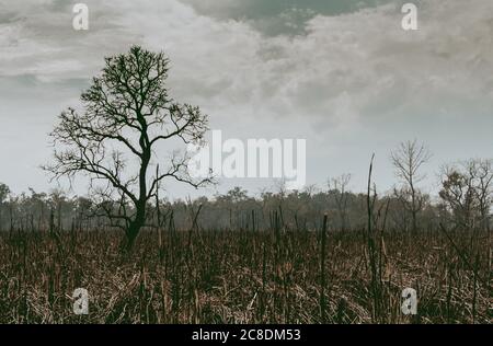 Silhouette eines einsamen, blattlosen Baumes im Dschungel auf einem verbrannten Land Stockfoto