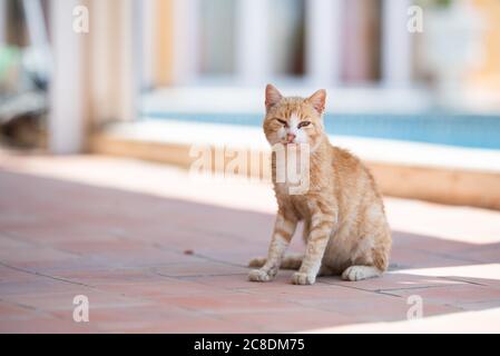 Schmutzige und schüchterne kranke weiße Ingwerkatze mit der Grippe-Krankheit, eitrige Nase und Augeninfektion Blick auf Kamera mit Ausfluss aus Augen und Nase Stockfoto