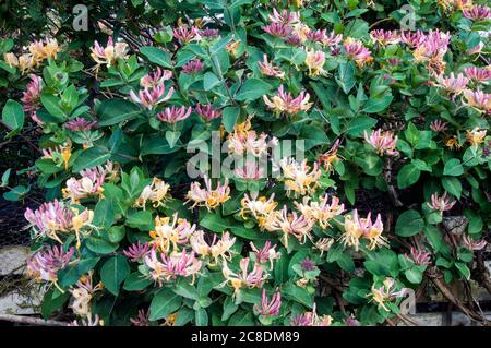 Wild Honeysuckle Lonicera periclymenum Holzfäller mit vielen Blumen EIN Laub mehrjährige Kletterer, die im Sommer blüht und ist voll winterhart Stockfoto