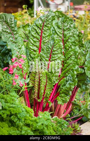 Nahrhafte Ruby Chard wächst in einem erhöhten Blumentopf leicht zugänglich von der Küche. Es ist ein langlebiges Gemüse beliebt in diesem privaten englischen Garten Stockfoto