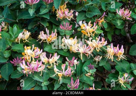 Wild Honeysuckle Lonicera periclymenum Holzfäller mit vielen Blumen EIN Laub mehrjährige Kletterer, die im Sommer blüht und ist voll winterhart Stockfoto