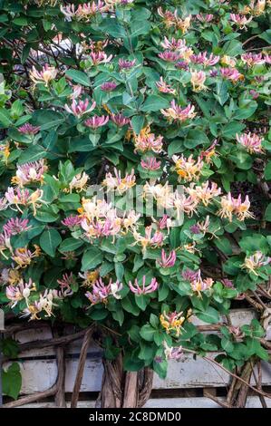 Wild Honeysuckle Lonicera periclymenum Holzfäller mit vielen Blumen EIN Laub mehrjährige Kletterer, die im Sommer blüht und ist voll winterhart Stockfoto