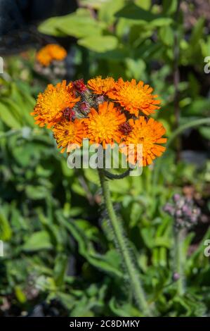 Orange Hawkweed Hieracium aurantiacum eine wilde Blume der Familie der Gänseblümchen eine orange blühende Staude, die den ganzen Sommer blüht und voll winterhart ist Stockfoto