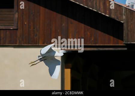 Als der Weisse Reiher durch die Stadt fliegt Stockfoto