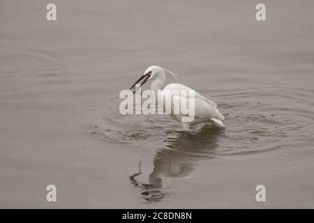 Weißer Reiher, der sich darauf vorbereitet, eine Meerbarbe zu essen, die gerade im Douro-Fluss im Norden Portugals gefischt hat Stockfoto