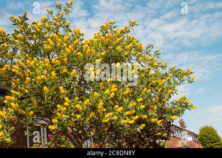 Cytisus ballandieri Argyrocytisus battandieri Ananas-Besen ein kräftiger aufrechter Laubstrauch, der im Sommer mit gelben Blüten blüht Stockfoto