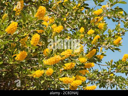 Cytisus ballandieri Argyrocytisus battandieri Ananas-Besen ein kräftiger aufrechter Laubstrauch, der im Sommer mit gelben Blüten blüht Stockfoto