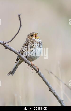 Singender Vogel. Natur Hintergrund. Stockfoto