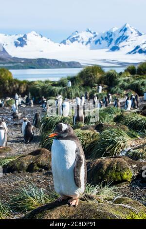 Großbritannien, Südgeorgien und Südlichen Sandwichinseln, Gentoo Pinguin (Pygoscelis papua) Kolonie auf Prion Island Stockfoto