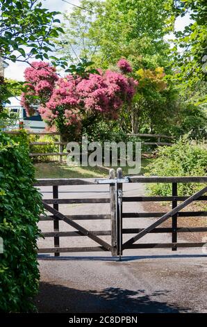 Alte hölzerne Eingangstore mit einem Hinweis über eine schmale Wiltshire Landstraße eines schönen blühenden Cotinus coggygria Baum im Frühsommer in Großbritannien Stockfoto