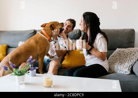 Pärchen verwöhnen sich mit Hund, während sie zu Hause auf dem Sofa sitzen Stockfoto