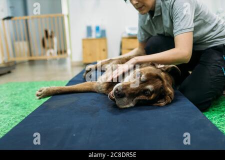 Physiotherapeutin massiert die Gliedmaßen des alten Labrador Retriever in der Mitte Stockfoto