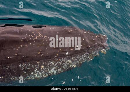 Kopf des Buckelwals (Megaptera novaeangliae), der nahe der Oberfläche schwimmt Stockfoto