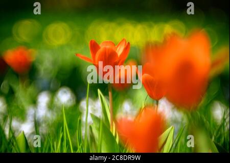 Rote Tulpen blühen auf der Wiese Stockfoto