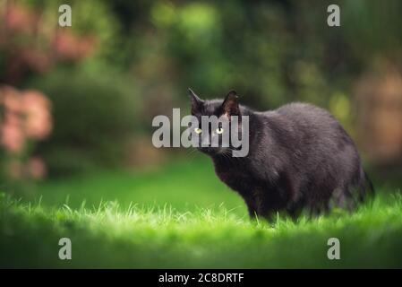 Schwarze Hauskatze mit Ohrkerbe auf Wiese mit Pflanzen im Hintergrund Stockfoto